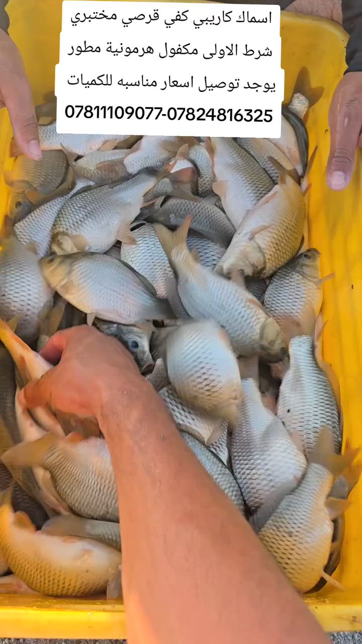اسماك كاريبي كفي مطور قرصي مختبري شرط الاولى مكفولة هرمونية مطور للسريعة يوجد توصيل اسعار مناسبه للكميات *********** واتساب ✔️
*********** اتصال ✔️
المكان بغداد 📍
اسماك كاريبي كفي مطور قرصي مختبري شرط الاولى مكفولة هرمونية مطور للسريعة يوجد توصيل اسعار مناسبه للكميات *********** واتساب ✔️
