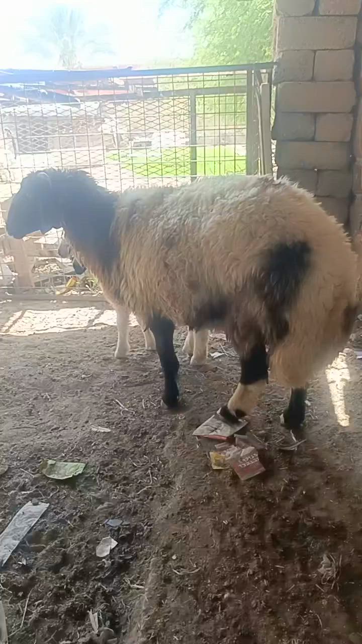 ورجينه مطفل وراها فطيمه صوره حيل حلوه
ثاني بطن   رقم واحد 

خشانه فول 

سمينه تطلع فوك ٤٥  كيلو الحم صافي

مكاني صلاح الدين بيجي قرب مطعم الزيتون

***********
