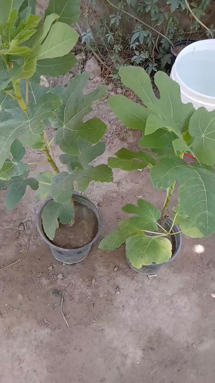 يوجد خدمة توصيل داخل كوت وجميع لمحافضات لعراق لحجز وسفسار مراسل خاص


**إذا كنت صاحب هذا الإعلان وتريد حذفه لأي سبب، رجاءا أرسل رسالة إلى الدعم الفني**