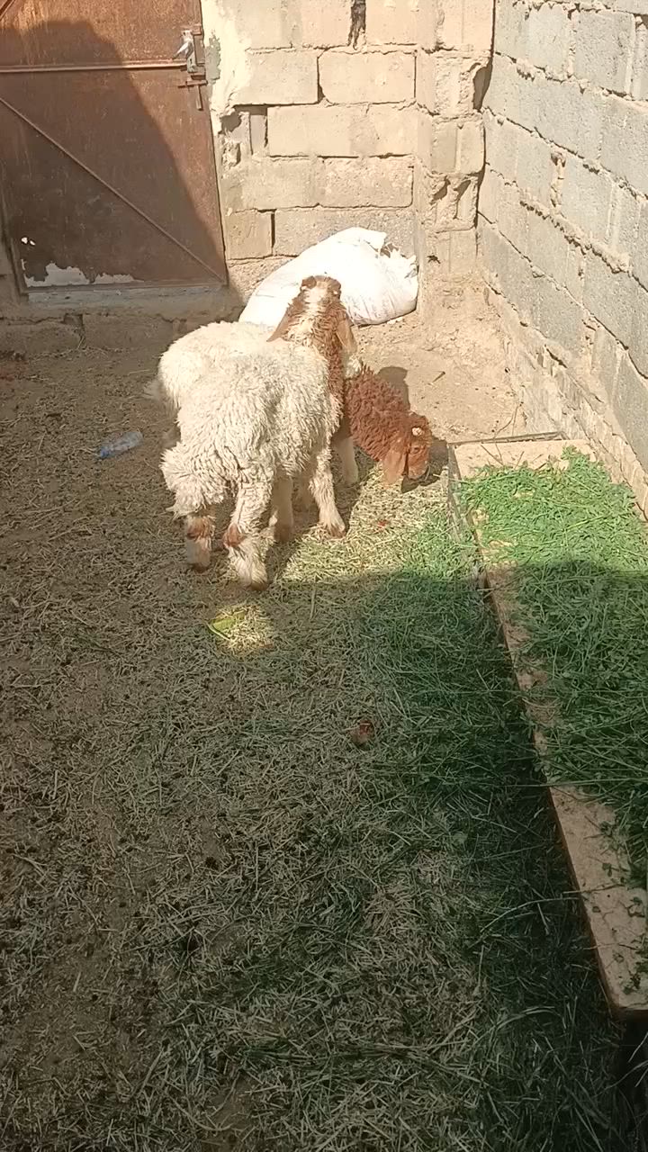 سلام عليكم طليان ثنين للبيع فحله السعر 450


**إذا كنت صاحب هذا الإعلان وتريد حذفه لأي سبب، رجاءا أرسل رسالة إلى الدعم الفني**