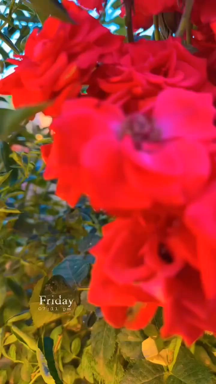 لك الحمد🩷
حياكم الله عوائلنا الكرام خصومات مستمره ....
وكررنا هلاسبوع هم علتوالي
عروض منتجع الملك ...
خصم الاسبوعي .. شفت اول بدل ٢٠٠ يصير ١٥٠
خصم اسبوعي .... شفت ثاني بدل ٢٥٠ يصير ٢٠٠
خصم اسبوعي يوم كامل ٣٠٠ 
خصم اسبوعي يومين احجز وثالث مجاني وشفت ثالث مجاني
وهم سوينالكم عروض الي يسوي مشاركه او اضافه للبيج راح يدخل مسابقه يوم مجاني 🥳
واذا تحجزها عن طريق اجرلي او غير برامج فادخلي وتساب هم اسويلك خصم من خلال التطبيق وهلا بيكم تنورونا

رابط الفيس https://www.facebook.com/share/196FGBeQ3U/?mibextid=wwXIfr

رابط انستكرام https://www.instagram.com/9.l71?igsh=Z3o1NG0zNHVhaTBt&utm_source=qr

رابط التيك توك https://www.tiktok.com/@pw4_r?_r=1&_t=ZS-970pX6xYMbP

تحياتنا لجميع رواد منتجع الملك ***********
