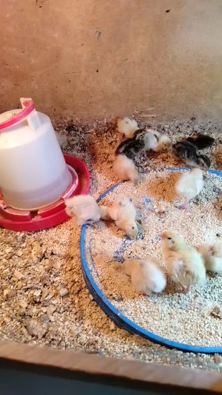 متاح افراخ سمان تكساس وجامبو يوصل وزنه ٥٠٠ الزوج ٢٥٠٠ مكاني الهوير


**إذا كنت صاحب هذا الإعلان وتريد حذفه لأي سبب، رجاءا أرسل رسالة إلى الدعم الفني**