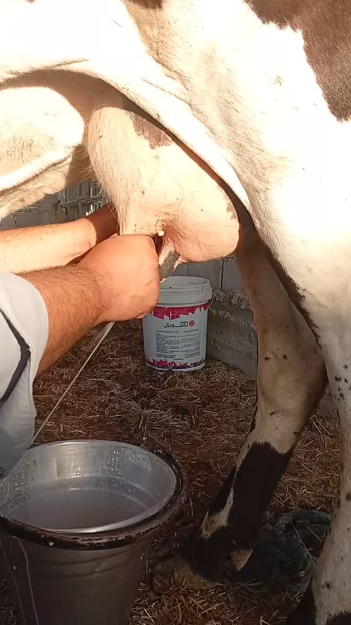 بسم الله الرحمن الرحيم                 ربنا آتنا من لدنك رحمة وهيء لنا من امرنا رشدا
صدق الله العلي العظيم 

ابقار عدد 2خط اول وحده خشنه عملاقه هوشتاين وراها فحل والثانيه سمنتال وراهه بجر جمه عرموطه حليب ودسامه خير من الله متعهدات بكافه شروط الجني بابل ناحيه الشوملي للاتصال *********** واتساب *********** يوجد توصيل لبعض المحافظات وحسب الاتفاق
