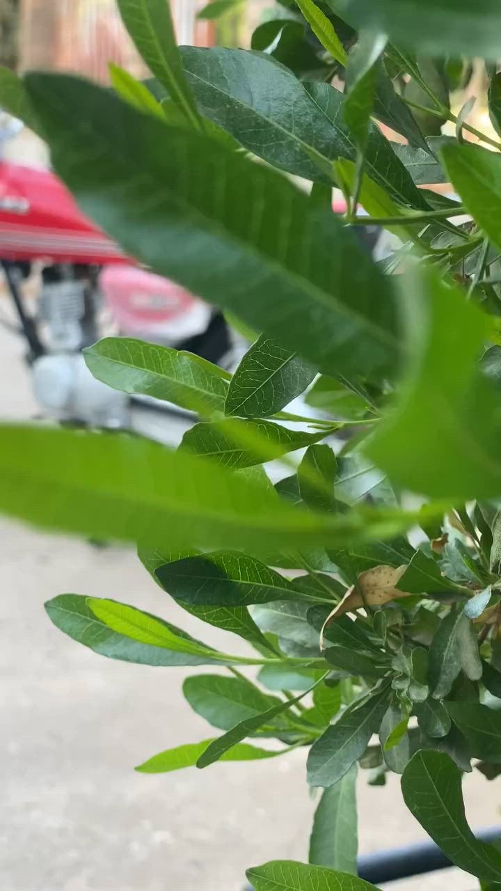 سەرەتا بەناوی خوا ئەم ماتۆڕە بۆ فرۆشتن NAMI دوهەزارو 2024ماڵەکە حەدی سفرە یەک دووسەو پەنجا مەسەرەفی نیە تا حەز بکەی لێخوڕینی نەرمە سعری485هەزارو تۆزێ ماعمەلە لەسەر ئیزنی ئەدمین❤️


**إذا كنت صاحب هذا الإعلان وتريد حذفه لأي سبب، رجاءا أرسل رسالة إلى الدعم الفني**