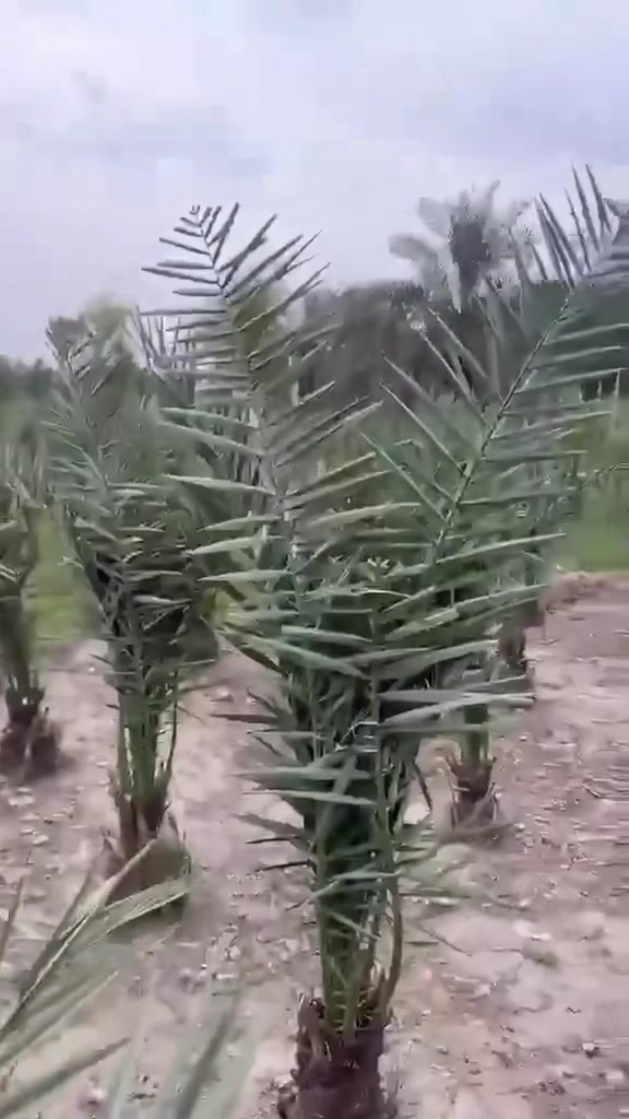 السلام عليكم متابعة الصفحة فضلاً منكم اي شخص يريد فسأل برحي مجذر تحت الام أو مكتوم قلع من تحت الام او فسأل بريم متوفر عندي فسأل حمالة وايضاً الام حمالة مع وصل ضمان لحين الإثمار عنواني واسط قضاء الصويرة للاتصال ***********
