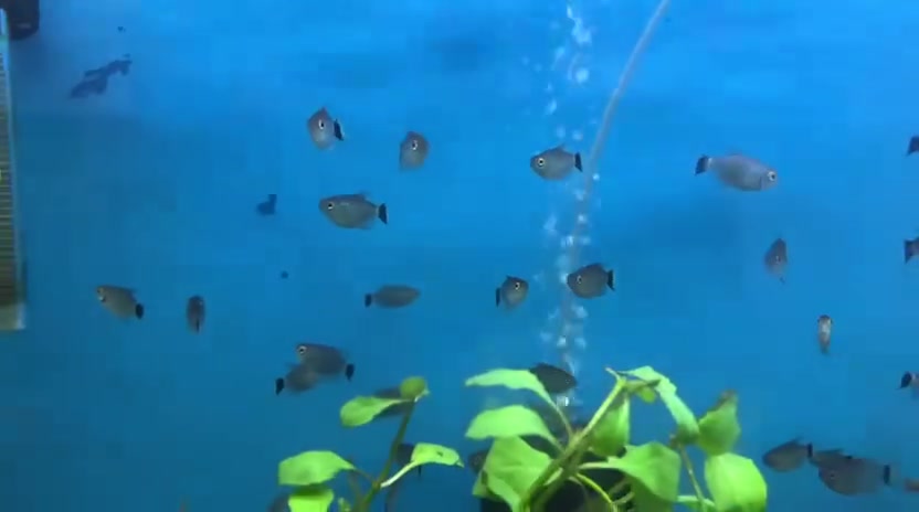 🪴 تم وصول وجبة اسماك تيترا ريد اي عيون احمر 🪴
🐟 أنواع مميزة💧 صحة ممتازة💰 أسعار مناسبة
للاستفسار راسل الصفحة 📩 او واتساب 👇👇
☎***********☎☎***********☎
متوفر🚚 توصيل🚚 الى جميع🚛 المحافظات 🚛
العنوان🏛طوز خرماتو شارع امام احمد مقابل قصابة حكمت
