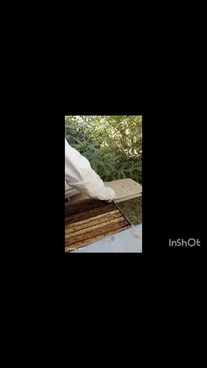 يتوفر عسل اصلي 💯%  ذمة بركبتي ليوم الدين فرز سنة 2026  شرط تفحصة باي مختبر اي خلل 1% تجي تاخذ المنحل كله 🌹
1.عسل شوكيات ونباتات برية    سعر العلبة الكبيرة 30 الف
فرز 27/6/202
2.عسل زهرة الجت والبرسيم    سعر العلبة الكبيرة 30 الف
فرز 29/7/2026
يتوفر اطار كامل عسل مختوم 
الرمادي / ***********
