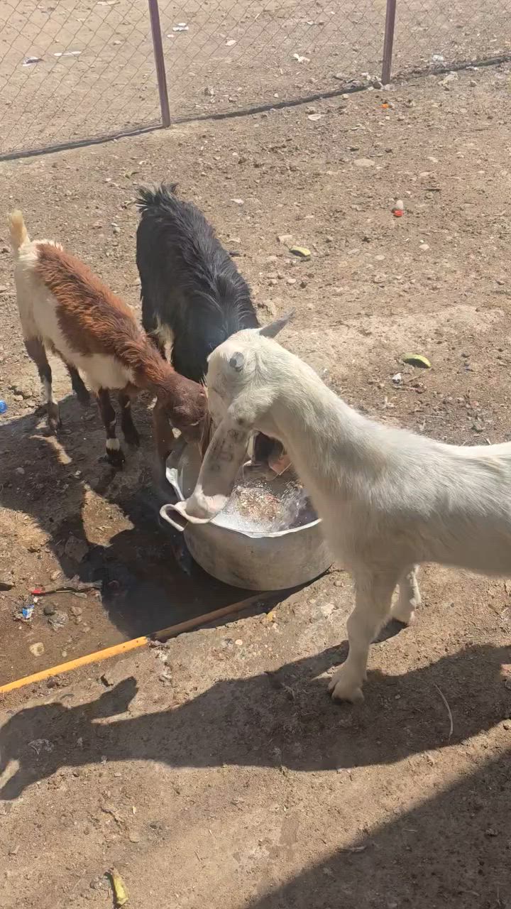 3 صخلات واحد جدي اب 650
مكان قريه الكسك


**إذا كنت صاحب هذا الإعلان وتريد حذفه لأي سبب، رجاءا أرسل رسالة إلى الدعم الفني**
