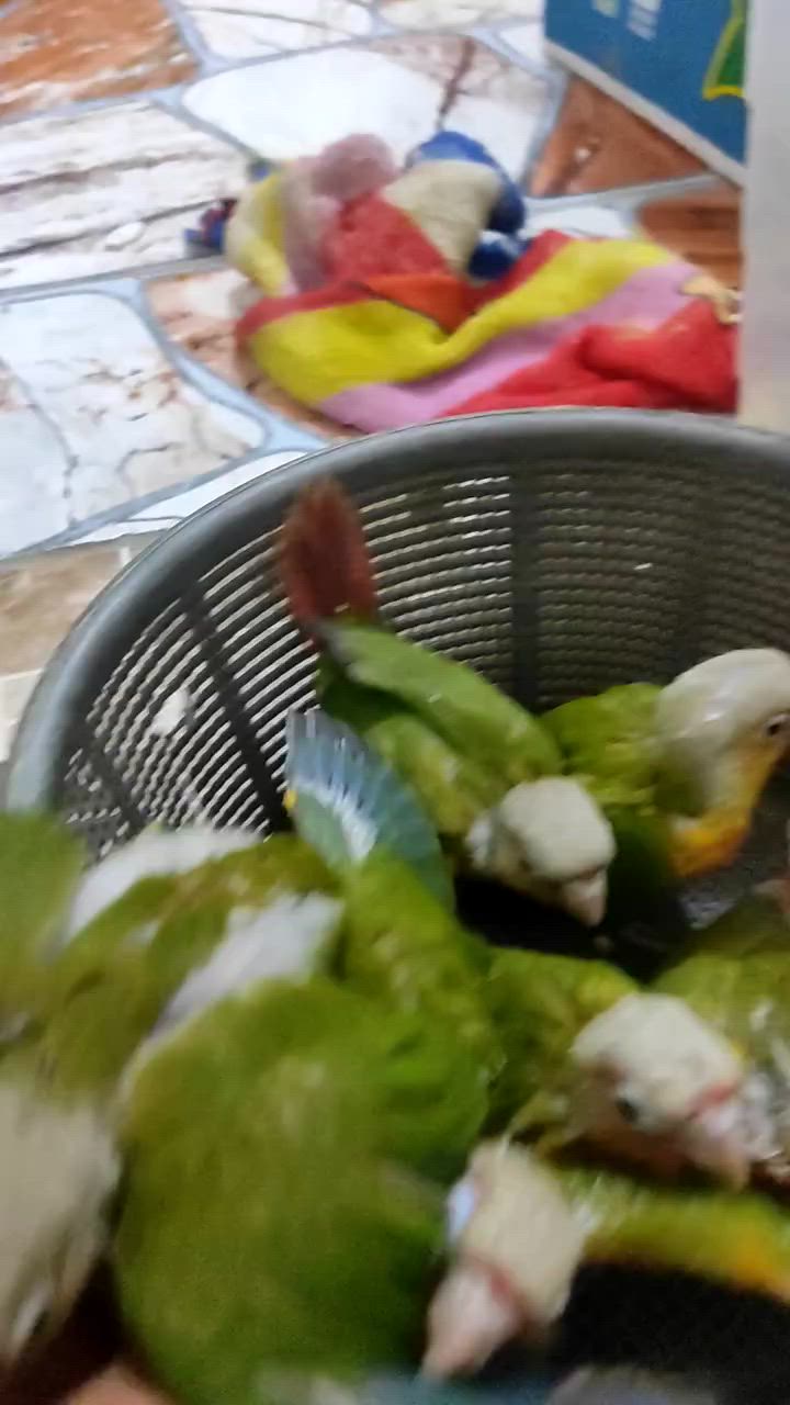 كنيور  افراخ اليف البيع


**إذا كنت صاحب هذا الإعلان وتريد حذفه لأي سبب، رجاءا أرسل رسالة إلى الدعم الفني**