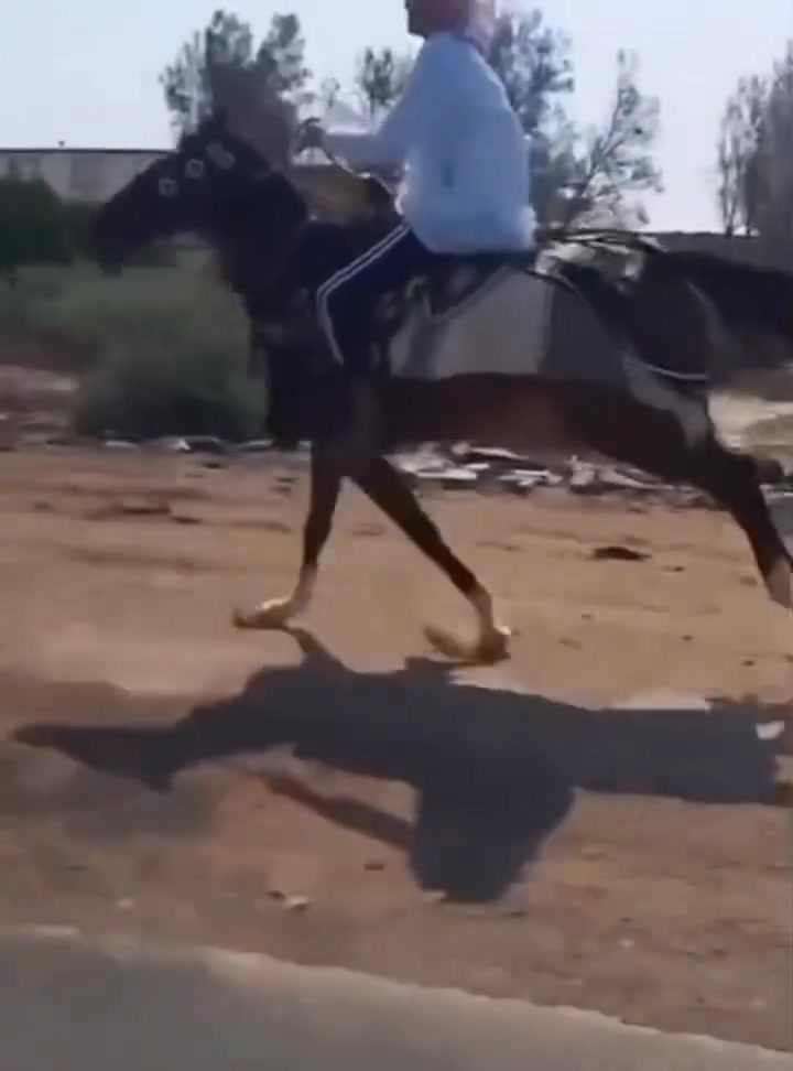 تبارك الرحمن
مهره حمدانيه راس وشليل محجله ماجاببه ولابطن شرط الخياليه والهداوه بابل ناحيه الشوملي السعر ٩٠٠ للاتصال *********** واتساب *********** يوجد توصيل لبعض المحافظات وحسب الاتفاق

