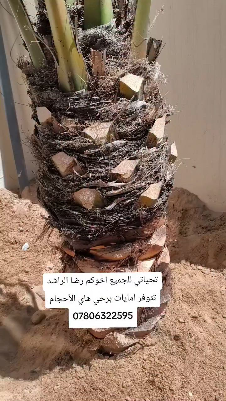 السلام عليكم ورحمه متابعيني للطيبين وفقنا الله وإياكم بتجهيز امايات برحي الارتفاع متر لحد مجمعات سكنية الله يشوفه خيرها الي يريد هاذا لحجم متوفر تحياتي للجميع اخوكم رضا الراشد عنواني بصره ابو لخصيب ***********

