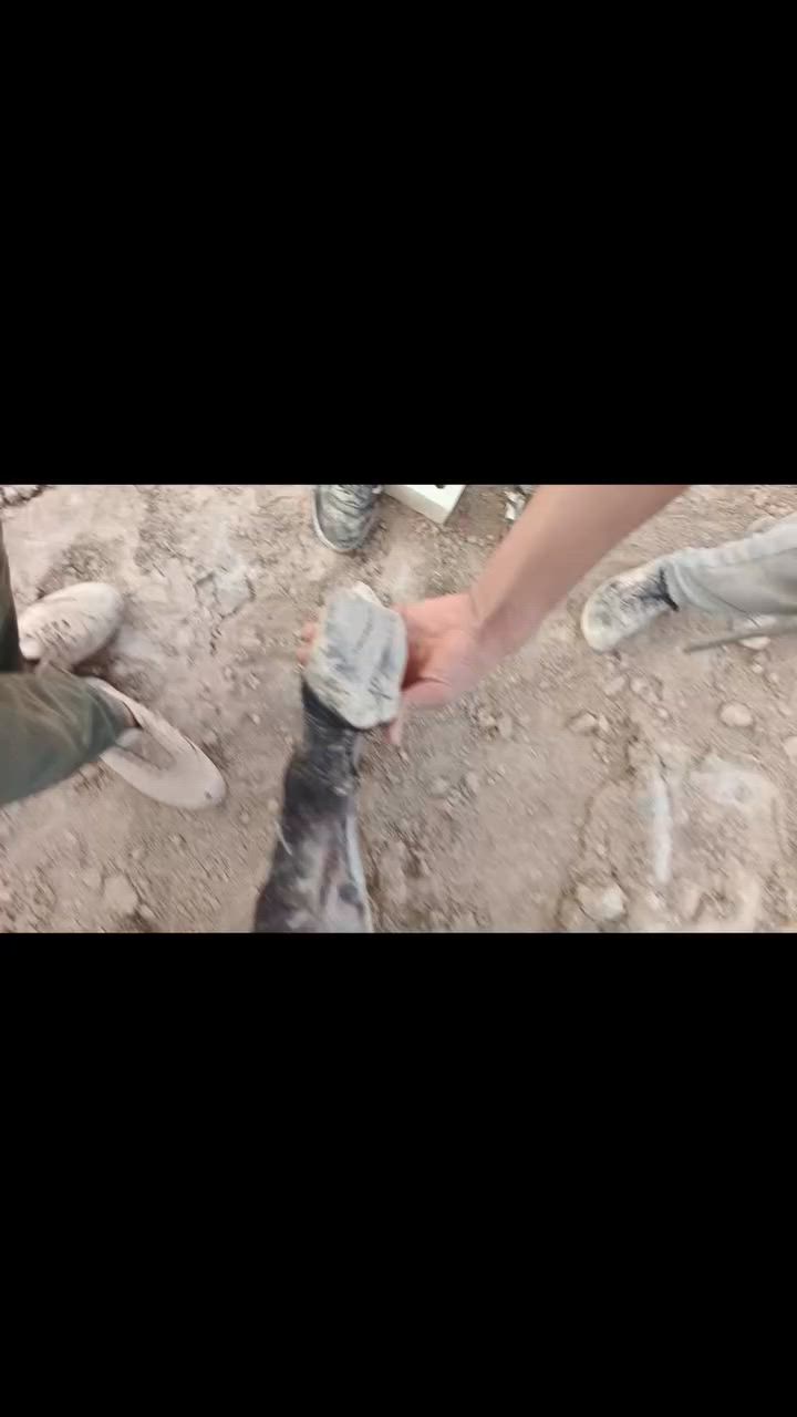 السلام عليكم استاديه معامل النهروان اي واحد عده زمال أجلكم الله حافره أو ظلوفه طوال يخابرني ويدلل الشقل شوفت عينك اتصل ودلل ***********
