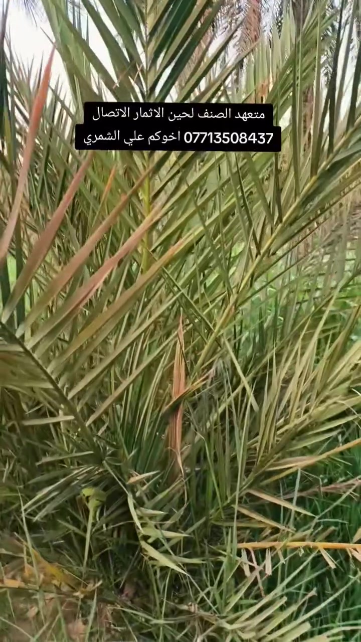 السلام عليكم بتاريخ/13/7/2026/  نعرض لكم امايه مجهول تحتوي على  فسيله متعهد الصنف   ايضا يتوفر فسائل  مجهول  مجذر   تحت الام احجام خشنة  هذا بوصل ضمان لحين الاثمار موقع وختم خلاف النوع اتحمل سعر الوحده 5 أضعاف القلع بحضور المشتري الي راغب بالشراء عنواني واسط الصويرة لاتصال *********** علي الشمري البيع النخيل
