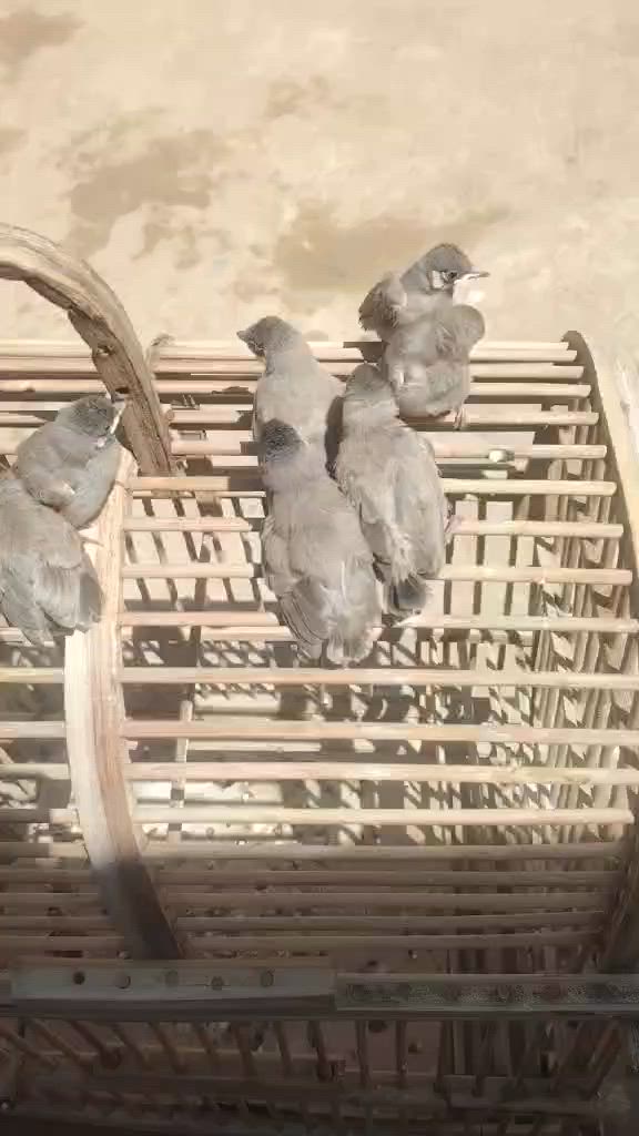 السلام عليكم متاح بلابل نضاف ونشاطات فول مكان شهربان البينكاني. ***********
