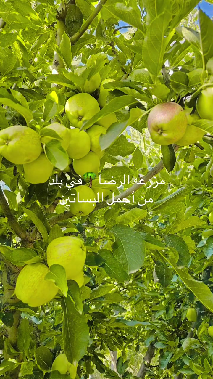 متوفره حجوزات🩵***********
