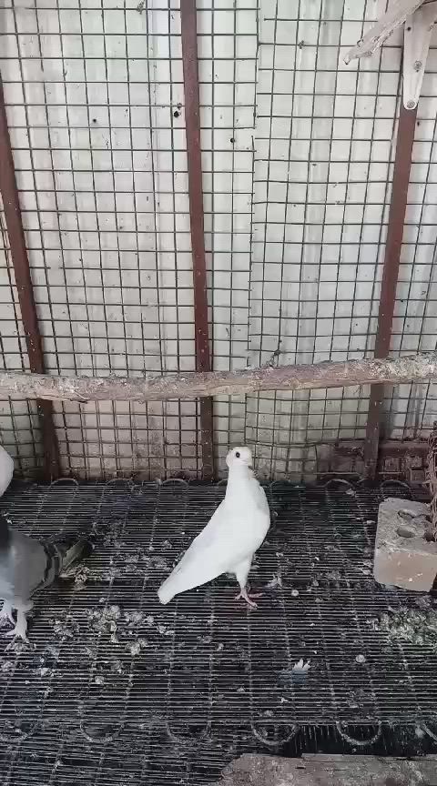 السلام عليكم ارافل طيره فحل السعر ٢٥ قفل مسكيه وفضيه انطيهن هديه مكان زعفرانيه الشراي يجي خاص


**إذا كنت صاحب هذا الإعلان وتريد حذفه لأي سبب، رجاءا أرسل رسالة إلى الدعم الفني**