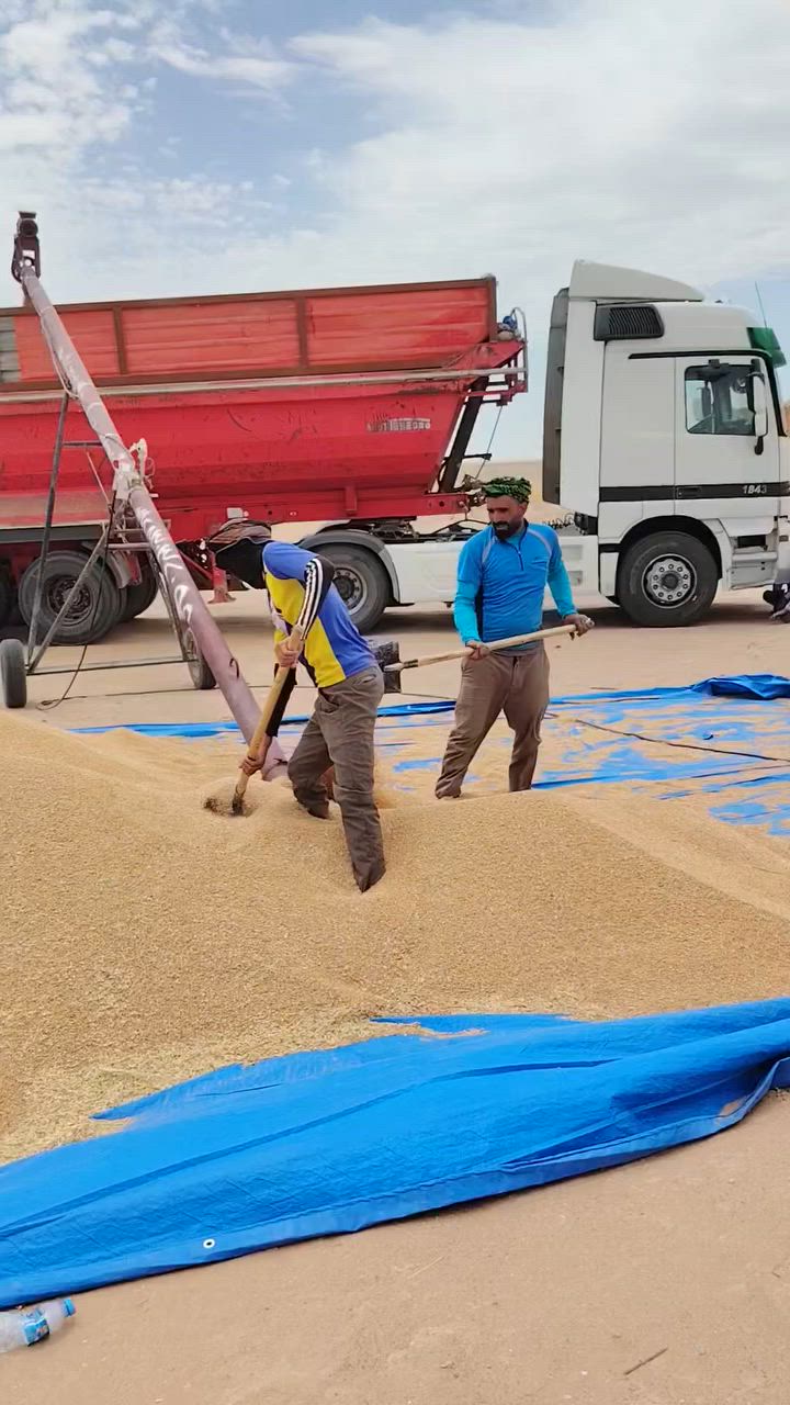 برينه تحميل حنطه و شعير موجوده على مدار ٢٤ ساعه في قضاء الحويجه وكل نواحيها *********** سعر الطن 5 الف
