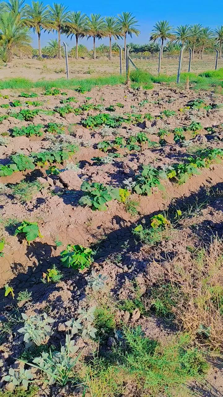 أرض زراعية بستان ملك صرف للبيع
المساحة ٦ دونم مسيجة بي آر سي وجاهزة تصلح مزرعة او مشروع استثماري 

#تحويل_مباشر_للمشتري

تحتوي على :

🛑 أكثر من ٢٥٠ فسيلة مختلفة الأصناف شتال جديد 

🛑 منظومة طاقة شمسية سعة ١٦ امبير ٨ الواح ٦٢٥واط

🛑 منظومة سقي  كاملة بئر ارتوازي عمق ٢٤ مع غاطس ٣ حصان وحوض خزن طول ١٥م *٦م 

🛑 غرفة ٧*٤ _مطبخ٥*٤ _ صحيات

جزء منها مزروعة حاليا شتلات سدر وخظراوات باميا وخيار وباذنجان.. 

بالقرب من الأرض متوفر  ماء اسالة وكهرباء وطنية وماء سقي

العنوان قضاء الهاشمية _قرب نزلة التياس جهة الإروائي

للإستفسار :

*********** 

***********

***********
