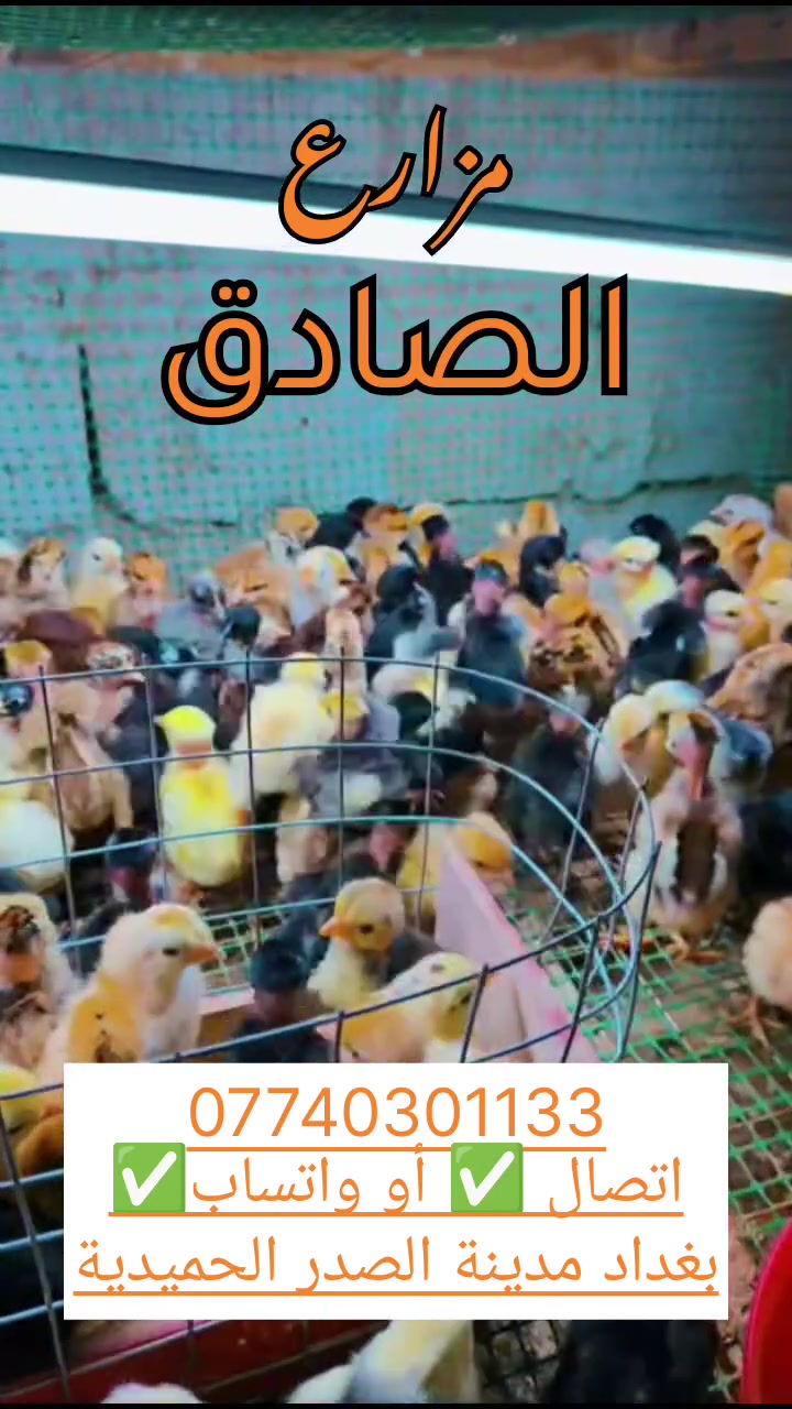 ............. من مزارع الصادق ...............
متاح #افراخ #عرب اصلي كويتي و عرب ١٠٠٪ ضمان مفتوح 
عرب و كويتي اصلي #فقط النقشات اتوضح ذلك وتكدر اتزورنا للمزرعه اتشوف الأمهات وعمليات الانتاج بعينك وتكدر اتفووت للصفحه أيضا ناشرين الأمهات

العمر  ٣ يوم 
الزوج ب ٢٥٠٠
يوجد بالسوك افراخ ب ٨٠٠ دينار (هجين) نحن لا نتعامل بها
على الإطلاق
. 
*********** 
اتصال ✅ واتساب ✅
العنوان بغداد مدينة الصدر
يوجد توصيل داخل بغداد فقط
. 
#دجاج #افراخ #عرب #فروج #عراقي
#بيض #اصلي #العرب #كتاكيت #الدجاج
