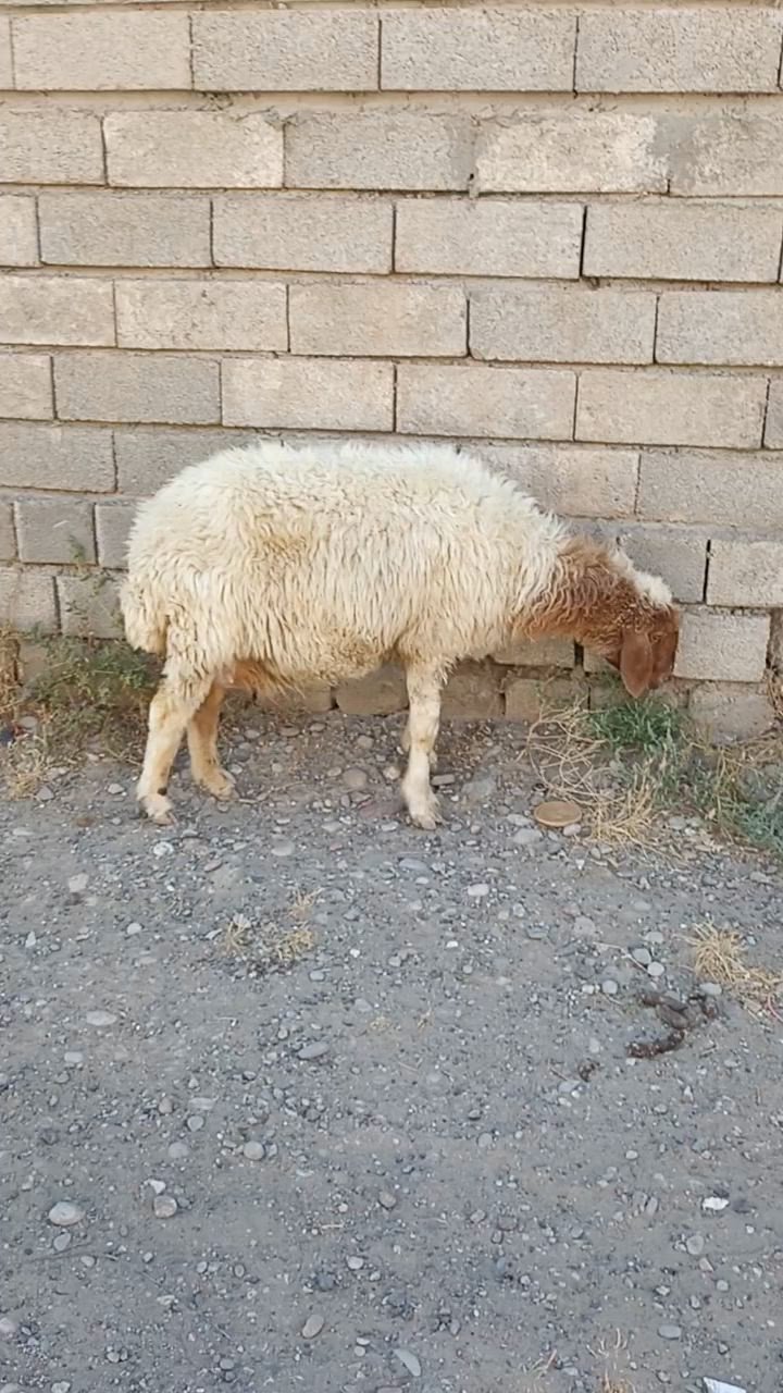 يوجد نعجه شرط النصاحة للبيع السعر 300 وبيها مجال للشرايه العنوان بيجي حي العصري ***********
