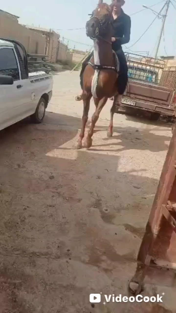 صلي على محمد وآل محمد فرس هوازيه فناص كسر كتاب وشريحه كامله المواصفات شرط الخياله والكشخه وجمال فرس مال تشابيه ومال كشخه وستعراض وينه جناي زين ويدور درجه واله وفرس ماله وصف ابد عمره 3سنوات ونص رتفاعهه شرط 155فرس سلم من راسه الشليله العنوان بابل بشوملي الاستفسار خوكم ابو محمد توصيل لجميع المحافظات العراق حسب نتفاق  ***********واتساب 
***********واتساب      🧿اسم الفرس عواصف 🧿
***********واتساب
