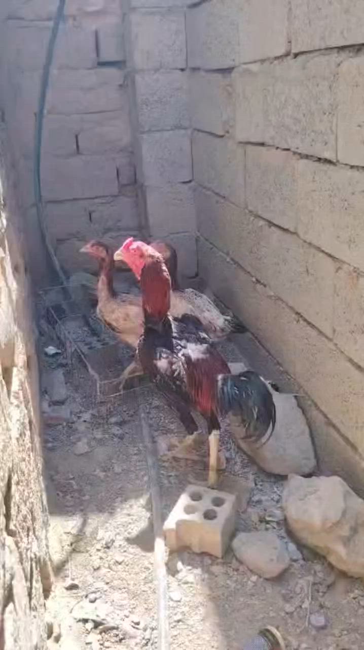 متاح هراتيات دجاجتين وديج تركيات
درجه اولى انضاف مال بيت
الدجاجات بياضات
سعرهن شلع ١٠٠ الف قفل كلهن
 مكان تكريت القادسية
رقم ***********
