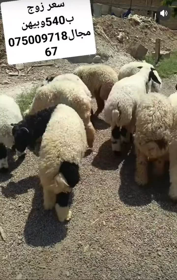 ‭***********‬ الستفسار
13خروف🐏   المكان اطارميه ناحيت المشاهده قرب جامع الكبير
