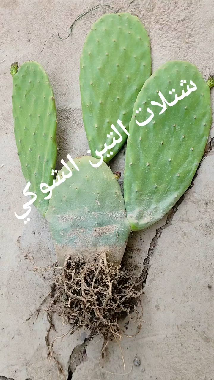 متوفر كمية من شتلات التين الشوكي الهجين من النوع الاحمر ♥️
للحجز والاستفسار عبر الخاص او الواتساب ***********
 #التين_الشوكي #الصبار #استثمار_زراعي # #شتلات #حدائق #عناية #منزلي #منتجات_طبيعية #موسم_التين #من_المزرعة #الاحمر
