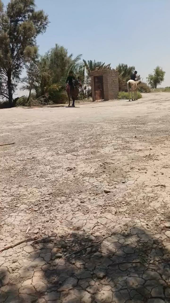 السلام عليكم خيل لبيع مناسبات مكان ناصريه ***********
