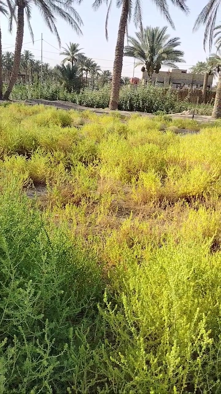 قطعه للبيع طابوزراعي سند 25مساحه 200مترعتبليط مباشر عنوان الحمزه الغربي بكاع الزكندري السعر 33 وبيه مجال للاستفسار ابويوسف العنزي ***********
***********
