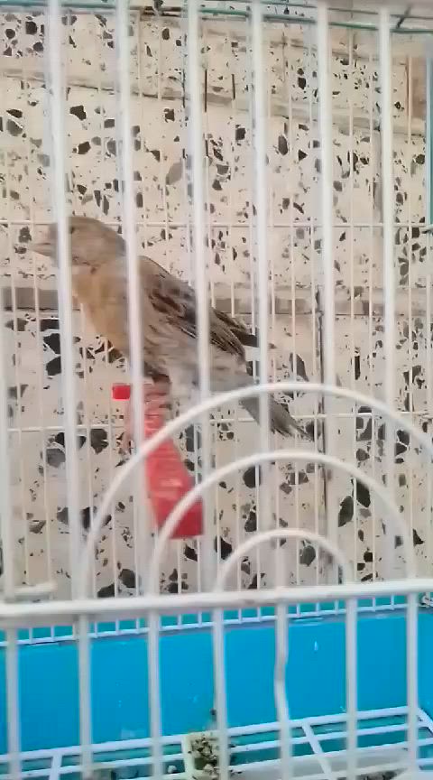 متاح مخلف كناري شرط يغرد 
مع قفص


**إذا كنت صاحب هذا الإعلان وتريد حذفه لأي سبب، رجاءا أرسل رسالة إلى الدعم الفني**