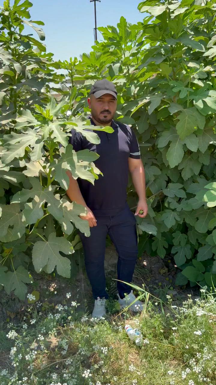 إذا لاحظت ثمار التينة تتساقط قبل نضجها، لا تلوم الحر أو الري مباشرة — ابدأ بالنظر للديدان و العناكب! 🔍

🐛 السبب الأول: ديدان ثمار التين
ذبابة الثمار تضع بيضها داخل الثمرة الصغيرة، تطلع يرقة تأكل محتواها من الداخل — الثمرة تفسد وتتساقط وأنت ما تدري شسبب!

العلاج → سبينو جرين
✅ فعّال ضد يرقات ذبابة الثمار
✅ مبيد حيوي آمن ومعتمد
💰 السعر: 10,000 د.ع

🕷️ السبب الثاني: العناكب الشمسوية
تتغذى على الأوراق وتغير لونها، تضعف النبات وتسبب تساقط إضافي للثمار

العلاج → سيلازل
✅ فعّال ضد العناكب الحمراء والشمسوية معاً
✅ عضوي وآمن على البيئة
💰 السعر: 10,000 د.ع | أكثر من علبة: 8,000 د.ع للعلبة

💡 الميزة الذهبية:
سبينو جرين + سيلازل يمكن خلطهم بنفس الرشة!
علاجين برشة وحدة = توفير بالوقت والتكلفة 🎯

🚚 التوصيل:
📍 بغداد: 5,000 د.ع
📍 المحافظات: 6,000 د.ع

📲 للطلب والاستفسار:
☎️ ***********
🕕 متواجدين من 6 صباحاً حتى 3 عصراً

مكتب المهندس مهند حسين العيساوي | 
بغداد التاجي مقابل معسكر التاجي

