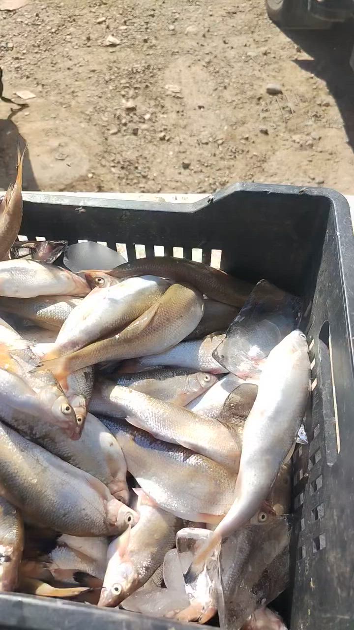 على بركة الله وجبة جديدة من الأسماك هسه وصلت
العنوان مفرق لزاگه يم غسل الوليد

سمج قلي ٧ كيلوات ب١٠
٣كيلوات ب ٥
***********
