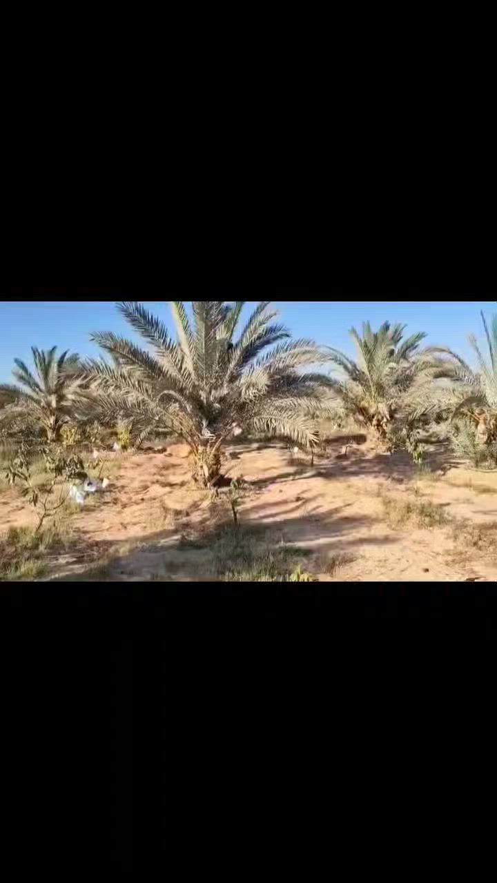 20 فدان ملك مسجل عقد نهائي طريق مصر اسكندريه الصحراوي اول طريق العالمين بجوار قريه سند ارض ما فيهاش ولا غلطه بسم الله ما شاء الله للاستفسار 01013478666


**إذا كنت صاحب هذا الإعلان وتريد حذفه لأي سبب، رجاءا أرسل رسالة إلى الدعم الفني**