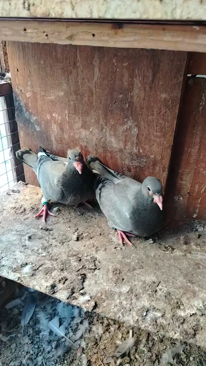 السلام عليكم ٦ فرخات درجه أوله مثل ما واضح بل صوره طيور خشنات ملقحات لقاح بلجيكي بعدهن جوه امهاتهن سعر الزوج ب ٢٠ الف مكان بغداد مدينه الصدر ماكو توصيل *********** ابيع كلهن مابيع منهن
