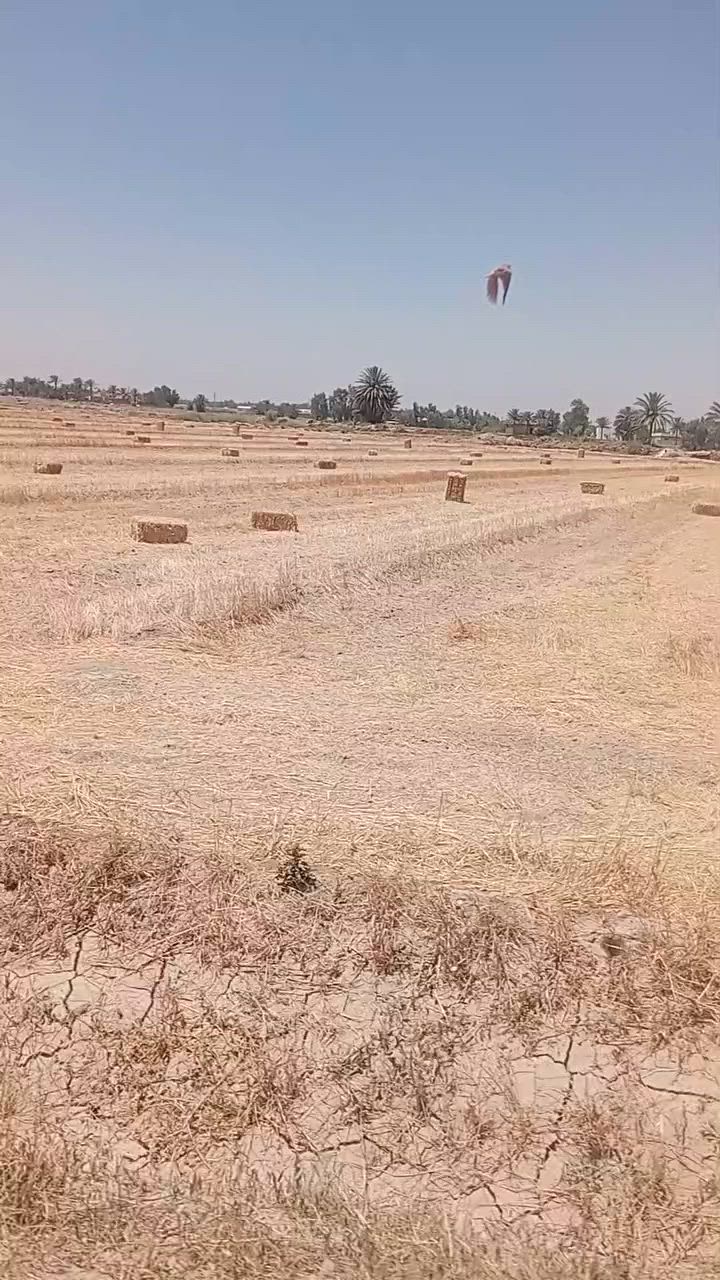 سلام عليكم تبن للبيع مكان بابل محاويل نتصل عل رقم ***********  ***********
