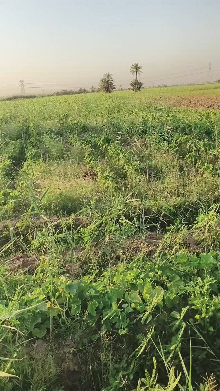 سلام عليكم لبيع كاع ١٠ دوانم بقداد ناحيت الوحده قرب بسمايه عقد زراعي أمي سقي تبليط كهربا ***********
