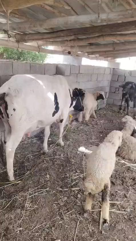 صلوات على محمد وآل محمد هشه والد  جواها ذكر 
عله كل عيب  تلقيح دابه فول مواصفات هداوه فول الجاهل يحلبه حليب ودسامه خير من الله وين اليدور منيحه مال بيت المكان العماره الرقم ***********
