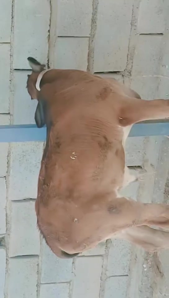 اللهم صلي على محمد وال محمد
تمت عادت نشر بسبب  لوعود الكاذبه  خوان  رجءن  

لحد يحرجني ويحلفني   خلي دابه عليك اهل بيت  نوب يجذب  

مطفل  ورها  ذكر سترالي  مشروطه    كافت شروط  الجني 

حليب خير من الله  فول حليب  

دسمه  وهديه    تحلب وكتين  تحلب يمنه  بلحقل  

وتاخذ    

شرط ٣ بطون  تعال  وشوف  بعينك  

مكاني سوق شيوخ ***********

 هايشه مناسبه  شرط  جوا لسوك  عامل وتعال ذا موارخص منسوك   تحمل بلاش
