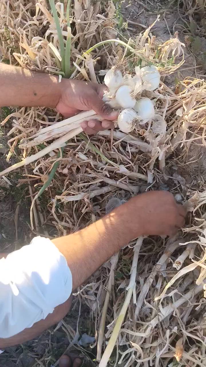 بصل فسقه بذورمن زيدبن علي كصه حسب طلب مشروطه ومتعهدبيه الشراي يتصل عل رقم اني مكلف بل نشر***********. العنوان واسط لاحرار
