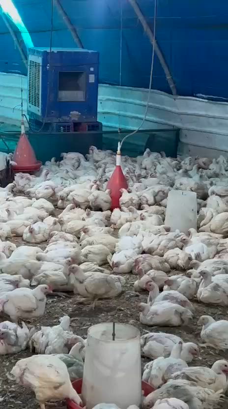 الحجز مفتوح ***********
دجاج حي محلي  3500
طازج ونظيف جوده مضمونه 
سمك حي تازه ب 5500
أفخاد صدر فريش ب 5500
اجنحه فريش 5000
سمك ودجاج مسكوف حار ع الحطب الحمضيات 

العنوان بسمايه الشارع العام 
متوفر توصيل
