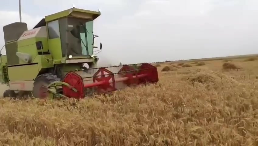 البيع حاصوده كلاس منفيس 14 حاصوده كفاله ع وضع الشركه ونضيفه جداً تبريد كهربائيات كله شغال 
السعر ٢٢ استفسار ***********
