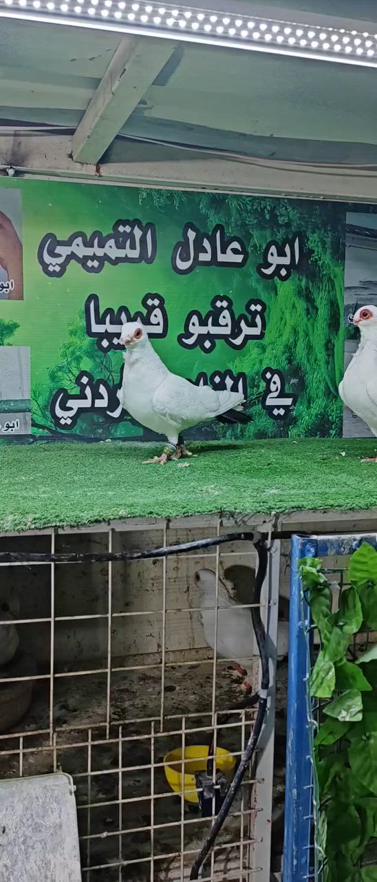 متاح


**إذا كنت صاحب هذا الإعلان وتريد حذفه لأي سبب، رجاءا أرسل رسالة إلى الدعم الفني**