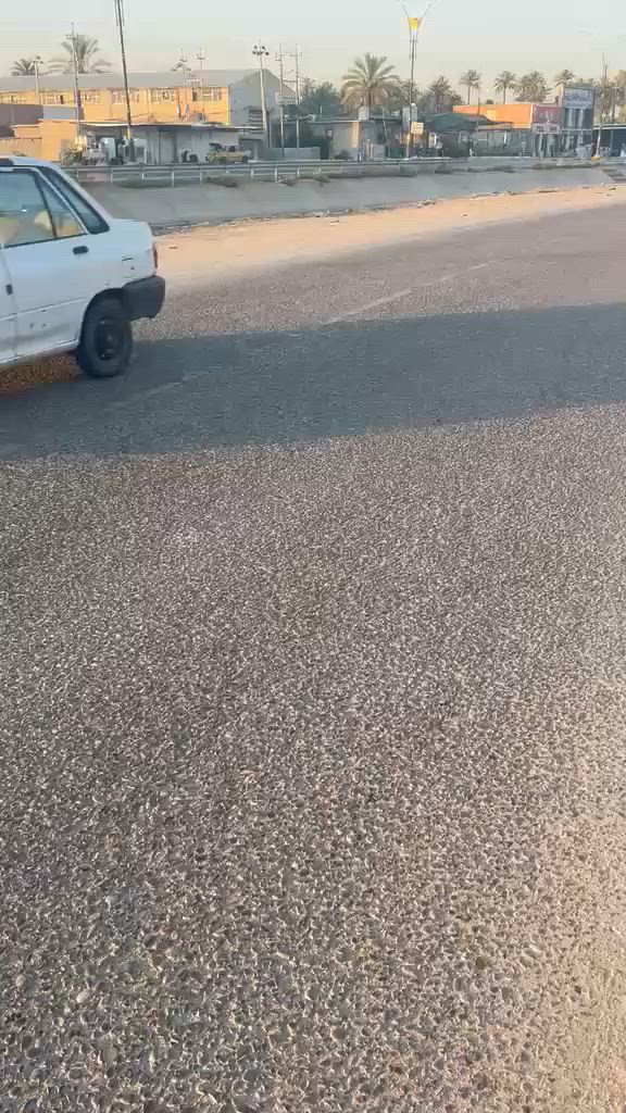 فرصة استثمارية وسكنية لا تعوض في كربلاء المقدسة 🚨
​بيت للبيع بموقع تجاري واستراتيجي مميز جداً
​📍 الموقع: كربلاء المقدسة - منطقة الجرية - واقع مباشرة على الشارع العام (موقع تجاري بامتياز وحركة مستمرة).
📐 المساحة الكلية: 300 متر مربع.
​✨ مميزات العقار:
​موقع استراتيجي: يقع على الشارع العام مباشرة، مما يجعله خياراً مثالياً للسكن أو لتحويله إلى مشروع تجاري ناجح (مجمع، عيادات، مكاتب، أو محلات).
​واجهة مميزة: مدخل واسع وكبير مع كراج يتسع للسيارات ومساحات خضراء (حديقة داخلية).
​التصميم الداخلي: * صالة استقبال (ديوانية) واسعة وفخمة للضيوف مع ديكورات وإضاءة حديثة.
​مطبخ كبير مجهز بالكامل (نظام بار) بتشطيبات ممتازة ونظيفة.
​غرف نوم متعددة واسعة وموزعة بشكل مريح على الأدوار.
​حمامات ومرافق صحية داخلية وخارجية بتشطيب سيراميك عالي الجودة.
​ممر خارجي وارتداد جانبي يوفر تهوية وإضاءة طبيعية ممتازة لكافة غرف البيت.
​الخدمات: واصلة وكاملة (ماء، كهرباء، مجاري، وتبليط الشارع العام أمام البيت مباشرة).
​📞 للاستفسار ومعرفة السعر أو لترتيب موعد للمعاينة:
يرجى الاتصال على الأرقام التالية: [ضع رقم ***********
