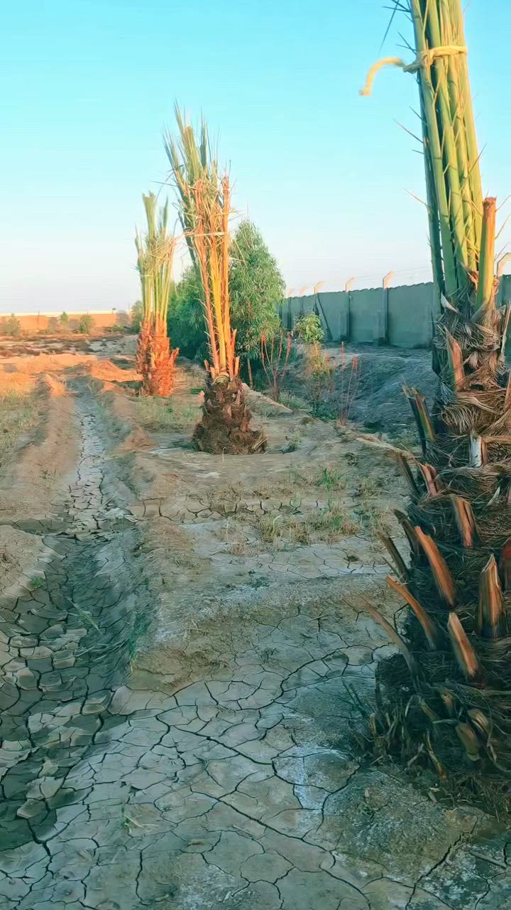 هيكل مع اربع دوانم على طريق الدغاره الديوانيه يبعد عن الشارع العام كيلو تبليط ***********
