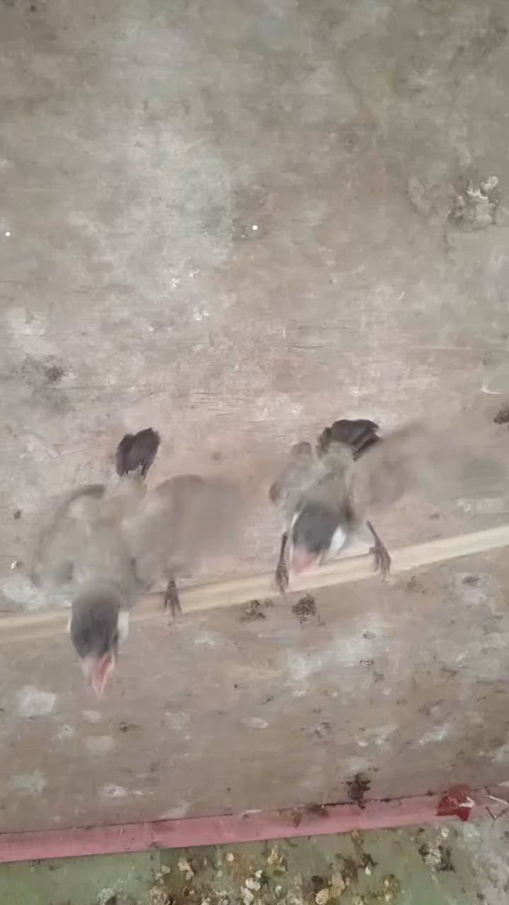 للبيع ثنينهن ب٤٥
***********
