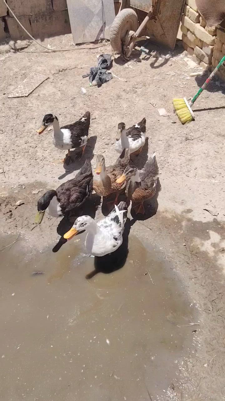 السلام عليكم... متاح
ابشوش ازغار عدد ١٠+++ابشوش اكبار عدد ١٣

العنوان المشخاب... السعر علخاص


**إذا كنت صاحب هذا الإعلان وتريد حذفه لأي سبب، رجاءا أرسل رسالة إلى الدعم الفني**