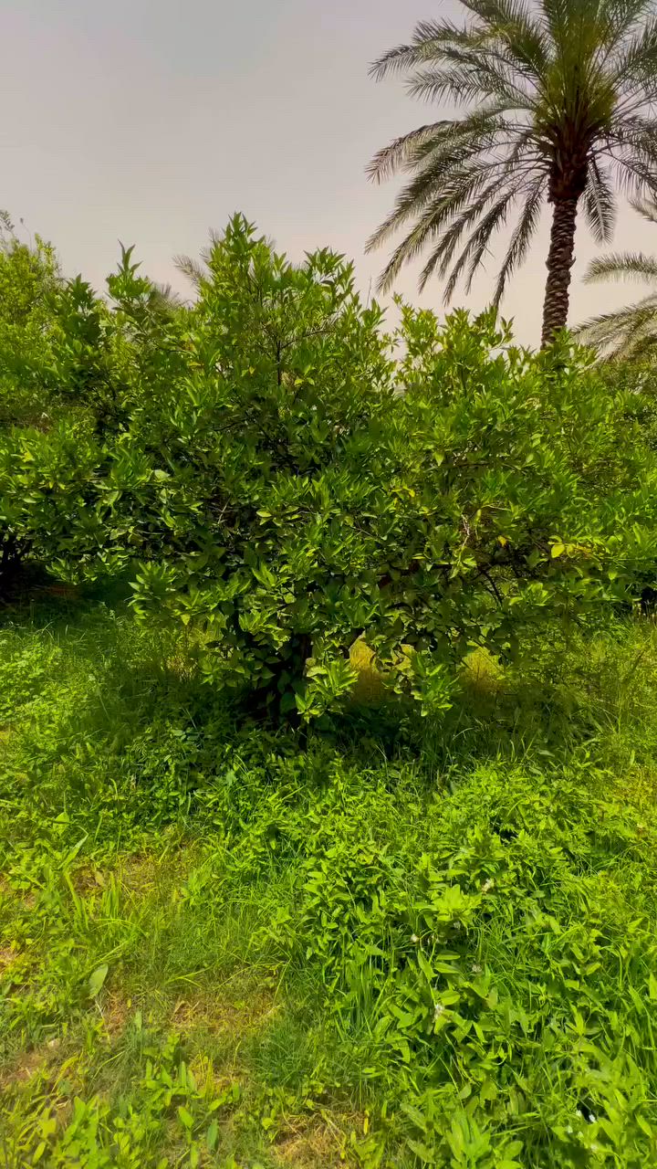 السلام عليكم بستان للبيع المساحه دونم يوجد فيه بيت. البستان متكامل. سند 25 طابو زراعي  العنوان بغداد الدوره عرب جبور فيه كامل الخدمات من ماء وكهرباء وتبليط. للأستفسار اكثر والراغب في الشراء التواصل عبر الرقم واتساب او عن طريق الخط ‭***********‬
