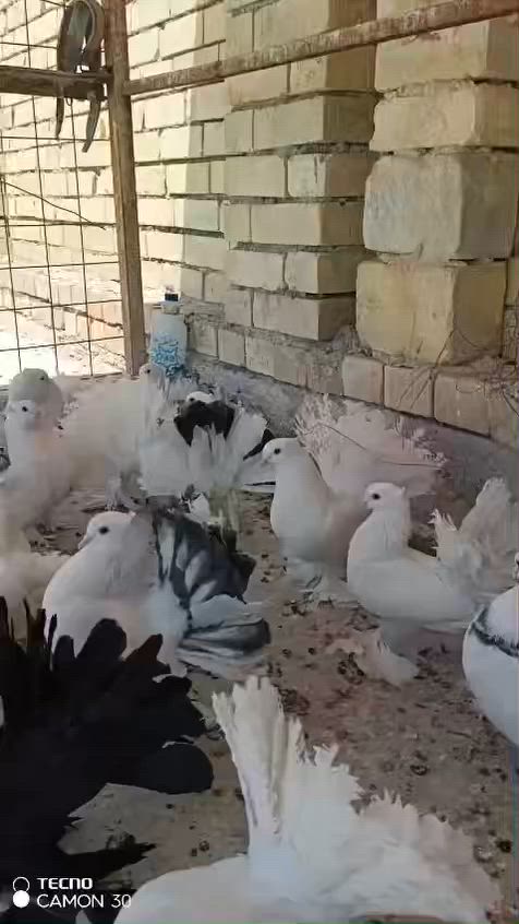 متاح هنادي كامل مواصفات هذا رقم راعيهن وشوفه اني مكلف بنشرهن شباب ***********
