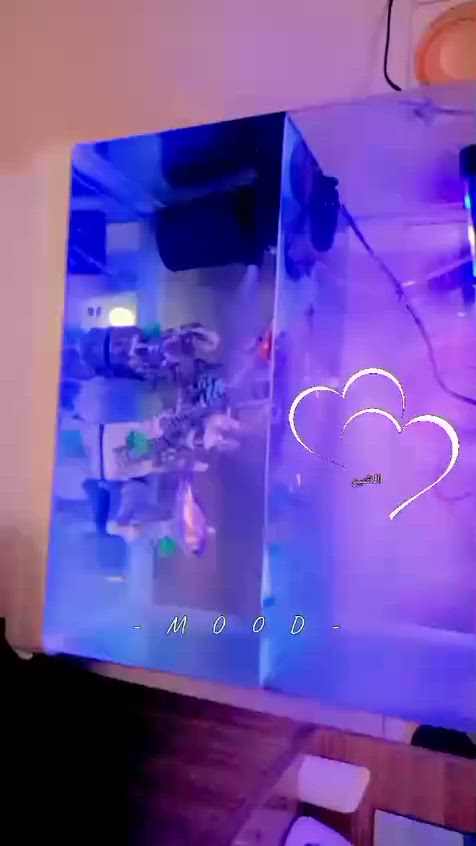 حوض سمك للبيع 100


**إذا كنت صاحب هذا الإعلان وتريد حذفه لأي سبب، رجاءا أرسل رسالة إلى الدعم الفني**